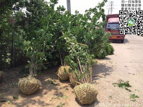 沭陽(yáng)臘梅花