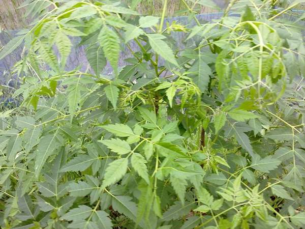 苦楝苗，苦楝樹(shù)