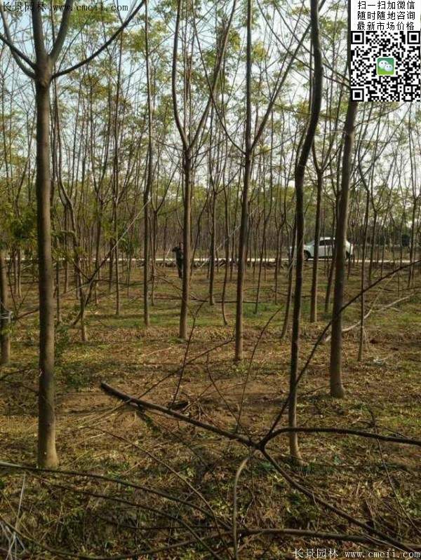 苦楝苗，苦楝樹(shù)