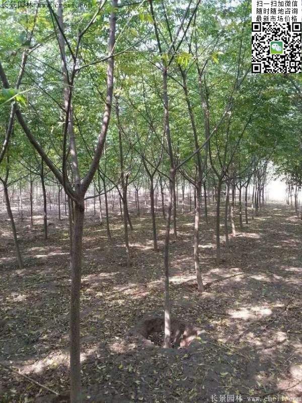 苦楝苗，苦楝樹(shù)