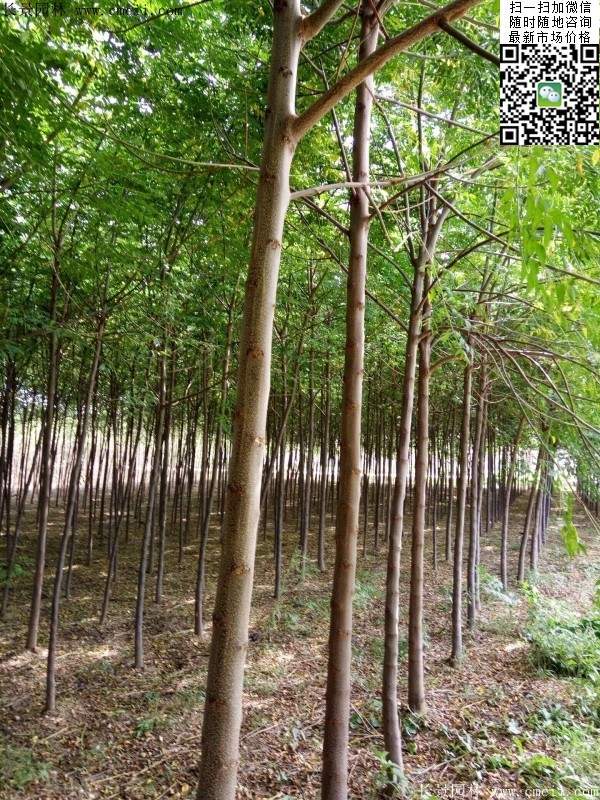 苦楝苗，苦楝樹(shù)