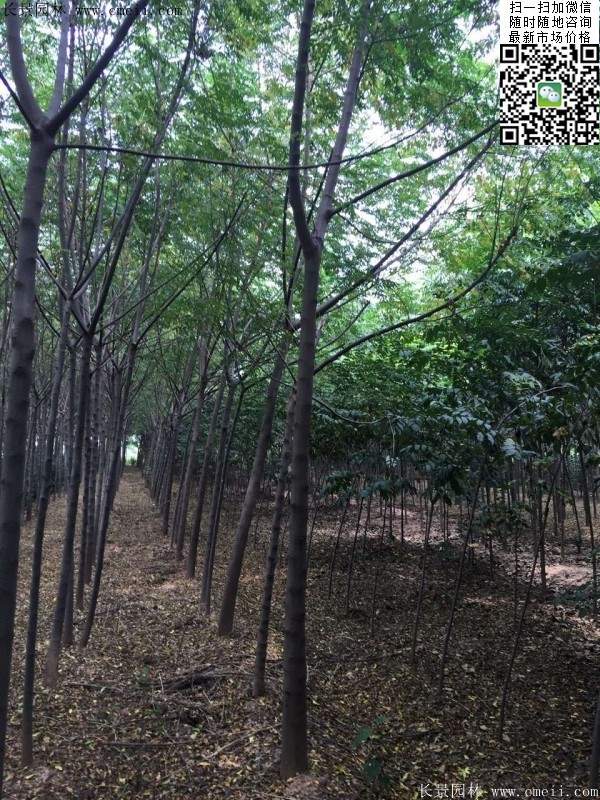 苦楝苗，苦楝樹(shù)