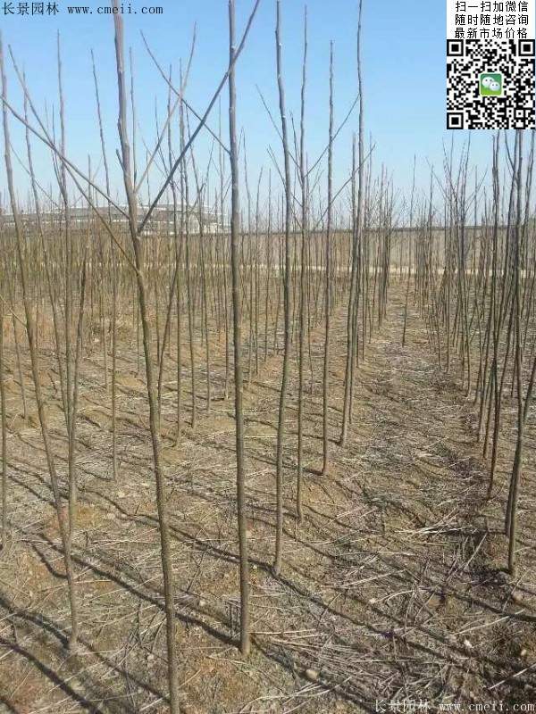 苦楝苗，苦楝樹(shù)