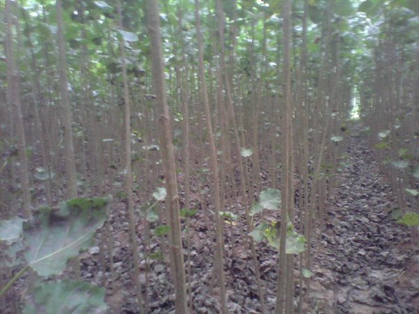 楊樹苗多少錢一棵？