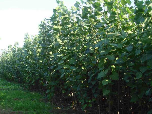 楊樹苗多少錢一棵？