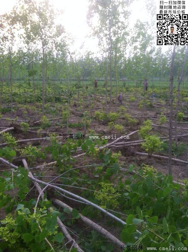 楊樹苗多少錢一棵？