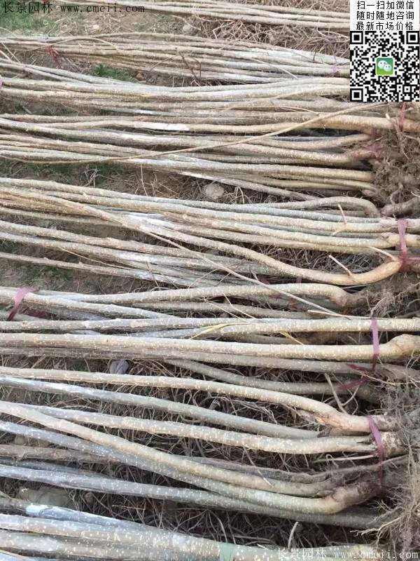 楊樹苗多少錢一棵？