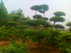 16年下半年小葉女貞造型樹價(jià)格走勢(shì)怎么樣，現(xiàn)價(jià)