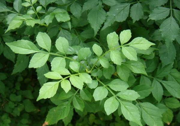 沭陽的凌霄花 沭陽的凌霄花