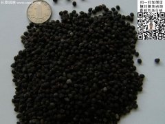 2016最新小葉女貞種子價(jià)格多少錢一斤？