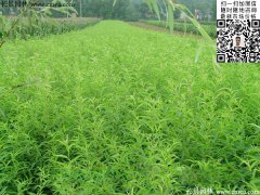 2016下半年最新桃樹(shù)多少錢(qián)一棵？