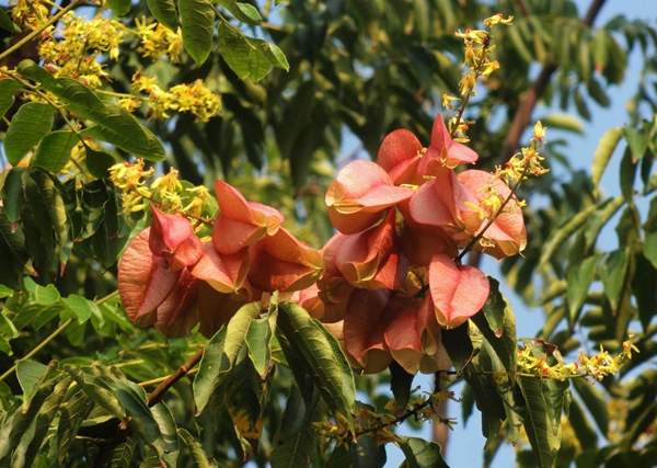 欒樹基地 欒樹基地