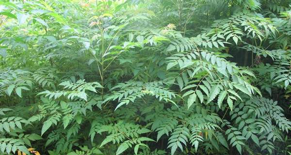 欒樹基地現(xiàn)場(chǎng)