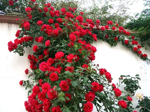 藤本月季花語是什么？