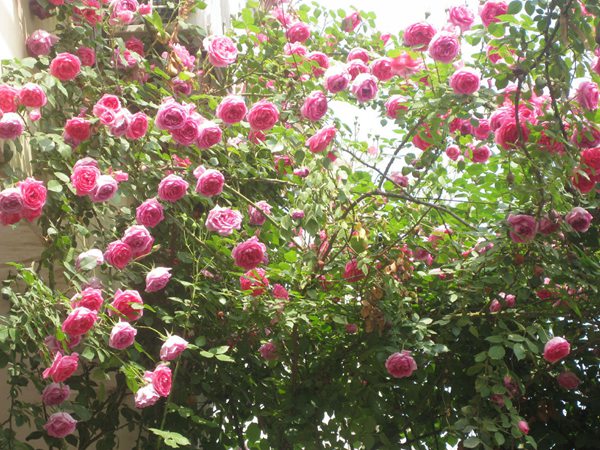 藤本月季花語是什么？