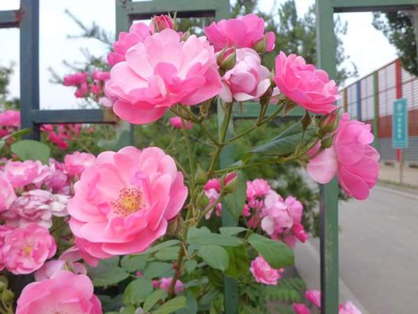 藤本月季花語是什么？