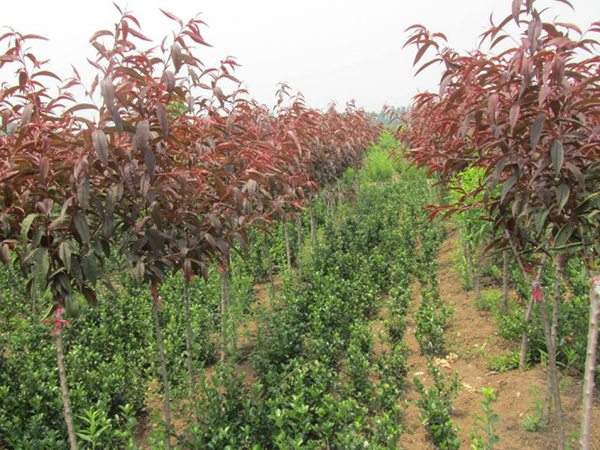 紅葉碧桃種植方法匯總！