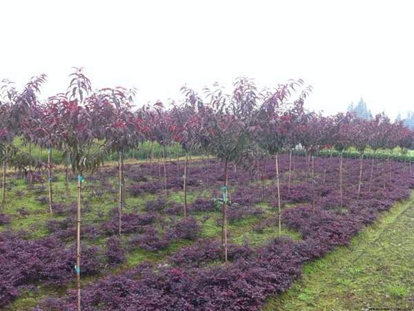 紅葉碧桃種植方法匯總！
