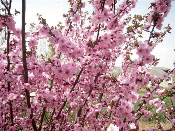 沭陽(yáng)美人梅 沭陽(yáng)美人梅