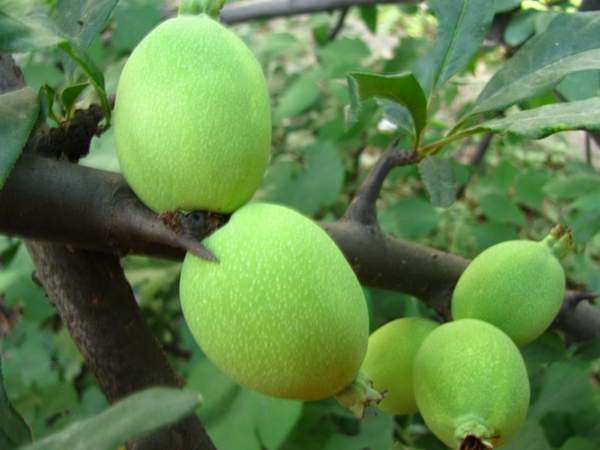 木瓜樹綠化、經(jīng)濟(jì)價值