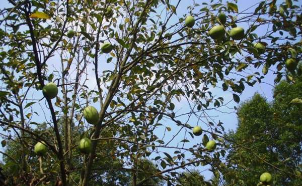 木瓜樹綠化、經(jīng)濟(jì)價值