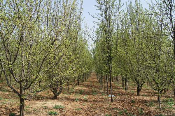 精品木瓜樹(shù)