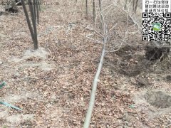 專(zhuān)家告訴你，為什么5公分櫸樹(shù)在園林界最暢銷(xiāo)