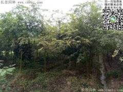 珍貴的紅櫸樹(shù)在我這，只珍不貴！