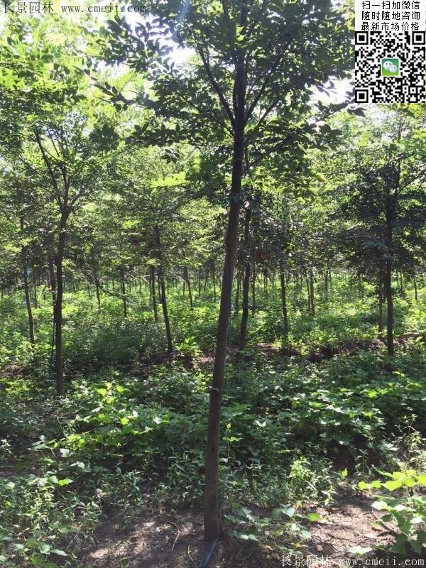 櫸樹哪里便宜？麻煩推薦一家大型，有誠信的單位！