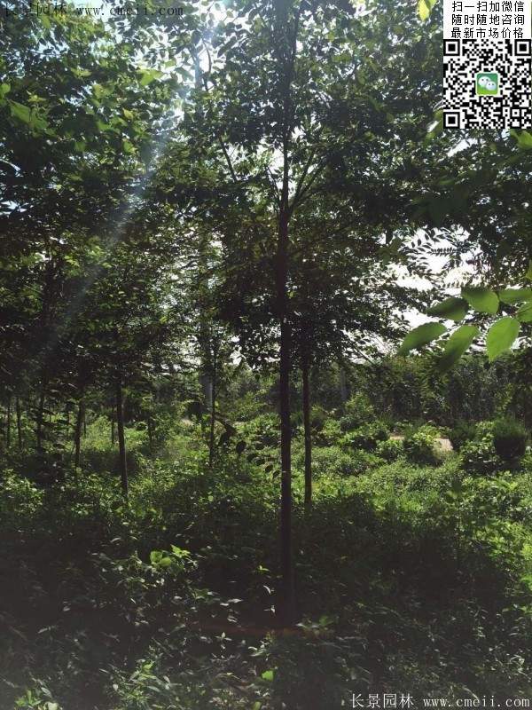 櫸樹哪里便宜？麻煩推薦一家大型，有誠信的單位！