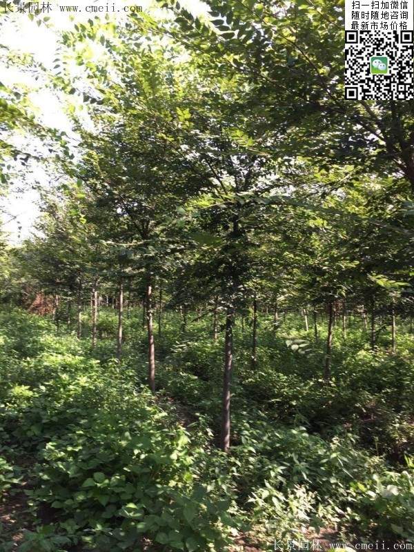 櫸樹哪里便宜？麻煩推薦一家大型，有誠信的單位！