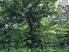 目前國(guó)內(nèi)櫸樹(shù)哪里最多，你一定不知