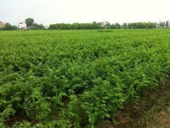 目前國(guó)內(nèi)哪里的櫸樹(shù)小苗多？