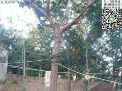 都是傲嬌的流蘇樹，只賣呆萌的價(jià)格