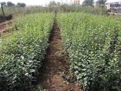 16年下半年流蘇樹價(jià)格走勢怎么樣，現(xiàn)價(jià)格在是多