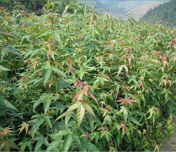 沭陽(yáng)青楓樹