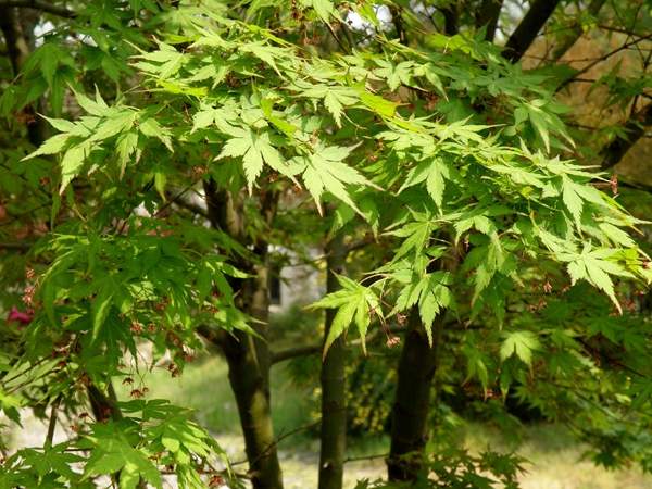 優(yōu)質(zhì)青楓樹