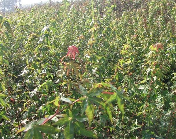 青楓樹(shù)珍貴