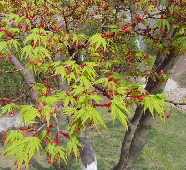 青楓樹(shù)珍貴