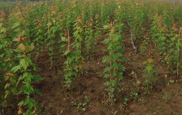 青楓樹(shù)珍貴