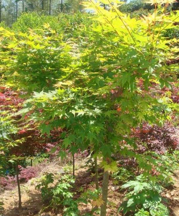 青楓樹(shù)珍貴