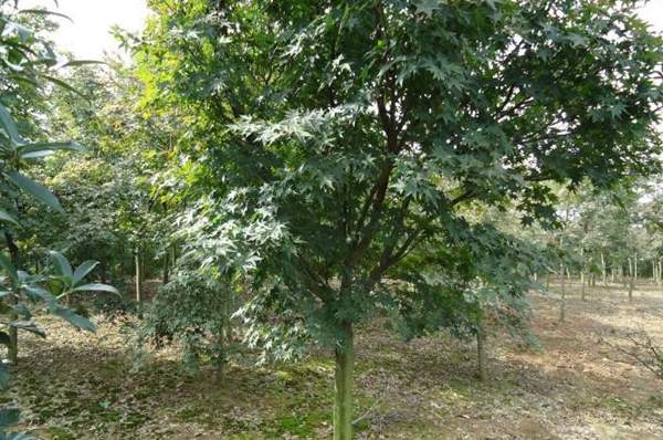 青楓樹(shù)珍貴