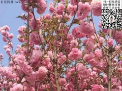 早櫻、晚櫻都是櫻，但你知道那款櫻花是最被看