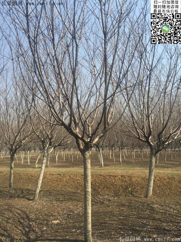 沭陽大規(guī)格的櫻花樹 沭陽大規(guī)格的櫻花樹