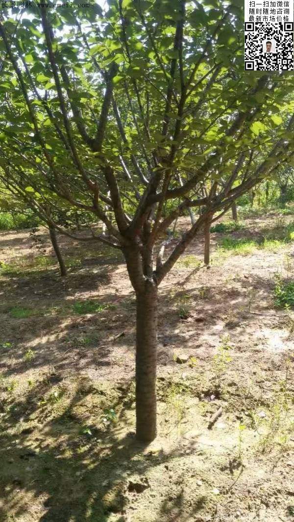 沭陽大規(guī)格的櫻花樹 沭陽大規(guī)格的櫻花樹