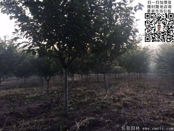 沭陽大規(guī)格的櫻花樹 沭陽大規(guī)格的櫻花樹