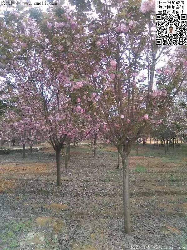 沭陽大規(guī)格的櫻花樹 沭陽大規(guī)格的櫻花樹