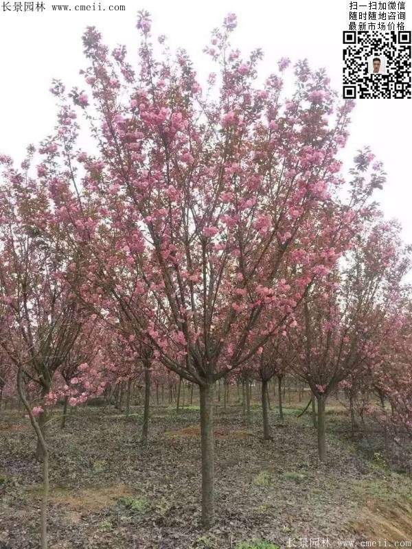 沭陽大規(guī)格的櫻花樹 沭陽大規(guī)格的櫻花樹