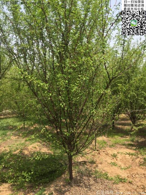 沭陽榆葉梅的價格 沭陽榆葉梅的價格