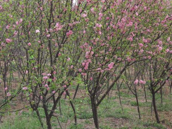 榆葉梅綠化 榆葉梅綠化